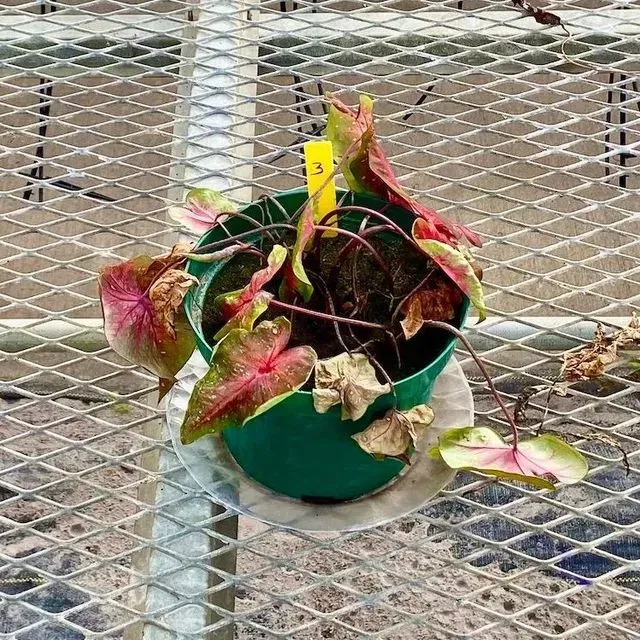 thumbnail for publication: Root-Knot Nematode Management in Caladium